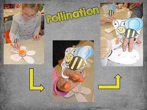 Pollination Activity with Cheetos Pollination Activity, Insect Unit, Kindergarten Units, Bee Activities, First Grade Science, Agriculture Education, Theme Nature, Teaching Time, Discovery Kids