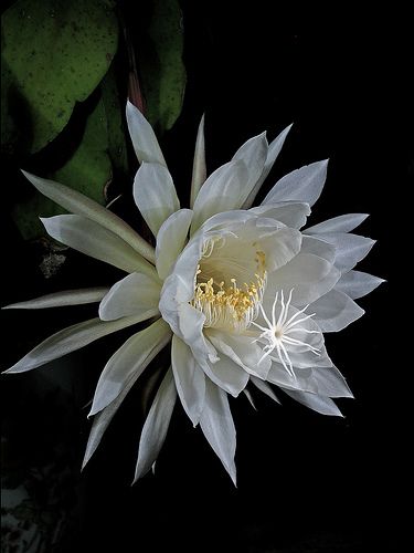 Queen of the Night, Epiphyllum oxypetalum, a species of cactus and one of the most cultivated species in the genus. E. oxypetalum blooms rarely and only at night, and its flowers wilt before dawn. Queen Of The Night Flower, Cover Ups Tattoo, Epiphyllum Oxypetalum, Night Blooming Flowers, Orchid Cactus, Making Plant Pots, Queen Of The Night, Night Flowers, Moon Garden