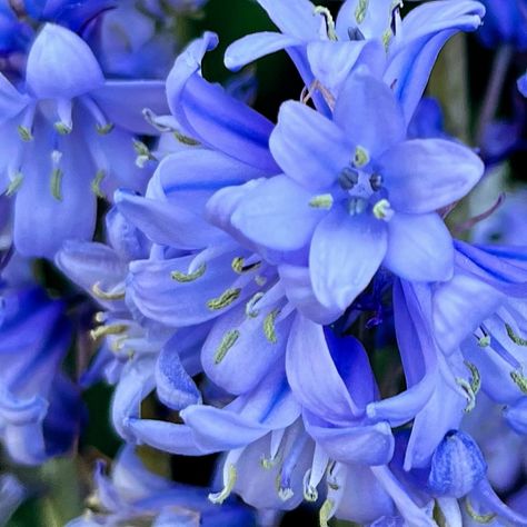 More blooms in our garden, this time English Bluebells #inmygarden #inmygardentoday #colourinnature #flowersofinstagram #englishbluebells Bluebells Aesthetic, Maleficent Oc, English Bluebells, Blue Bell Flowers, Frozen Heart, Sanrio Wallpaper, Ap Art, Gouache Painting, Maleficent