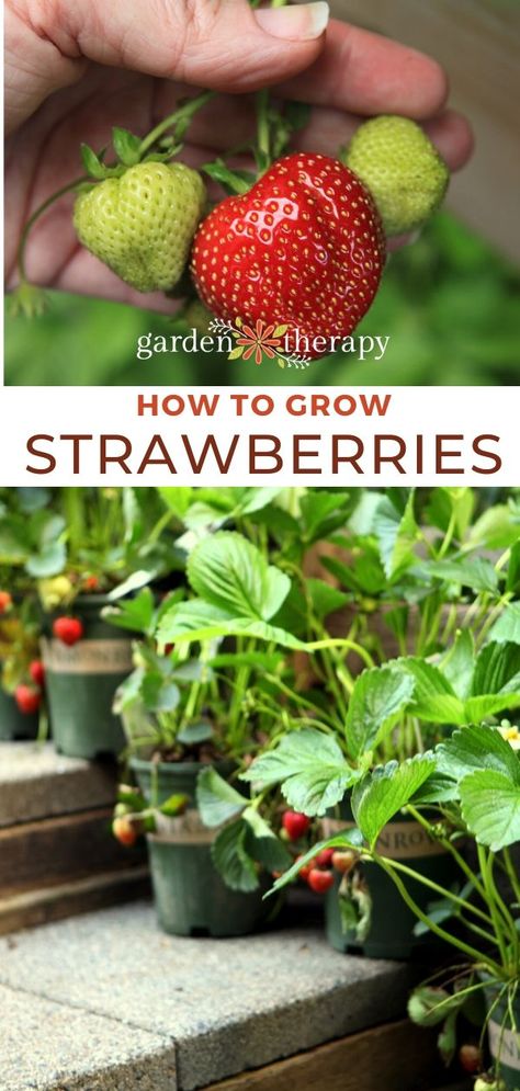 pinterest graphic for growing strawberries Potted Strawberry Plants, Growing Strawberries Indoors, Growing Strawberries In Containers, Alpine Strawberry, How To Grow Strawberries, Gemüseanbau In Kübeln, Strawberries In Containers, Grow Strawberries, Alpine Strawberries