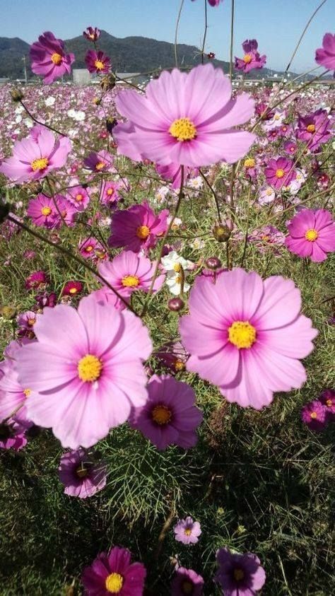 Girasoles, mi infancia, la lluvia, el verano. Cosmos Flowers, Flower Garden Design, African Flowers, Beautiful Flowers Garden, Trendy Flowers, Growing Seeds, The Grass, Beautiful Blooms, Flower Field