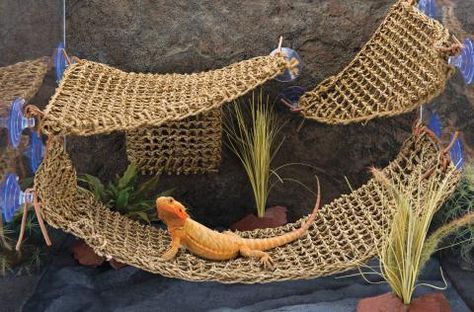 Bearded Dragon Hammock, Diy Reptile, Bearded Dragon Terrarium, Bearded Dragon Enclosure, Bearded Dragon Cage, Bearded Dragon Habitat, Bearded Dragon Diet, Baby Bearded Dragon, Bearded Dragon Care