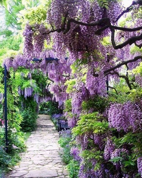 Dreamy Wisteria Sinensis, Trees And Flowers, Stone Path, Secret Gardens, Have Inspiration, The Secret Garden, Garden Pathway, Enchanted Garden, Gorgeous Gardens