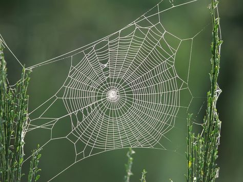 Spiders web Biomimicry Examples, Spider House, Real Spiders, Northern Nevada, Itsy Bitsy Spider, Charlotte's Web, Spider Art, Spider Webs, Wallpaper Gallery