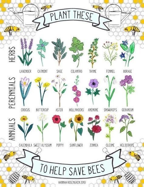 Bee Friendly Plants, Flowers And Bees, Bee Friendly Garden, 16x20 Poster, Different Types Of Flowers, Permaculture Design, Perennial Herbs, Bee Garden, Plant Guide