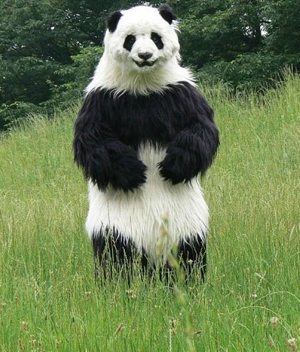 Giant Panda, - Google Search Panda Standing, Female Panda, Giant Panda Bear, Weird Inventions, Panda Images, Dangerous Animals, Safari Travel, Animal Magic, Daily Funny