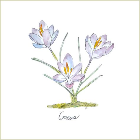 CRoCuS  SPRiNG PRiNTaBLe CoLoRiNG PaGe  ____JenniferRizzo Yellow Crocus, How To Whitewash, Diy Terra Cotta Pots, Black Background Painting, Pots Diy, Terra Cotta Pots, Cake Banner, Spring Printables, Subway Art