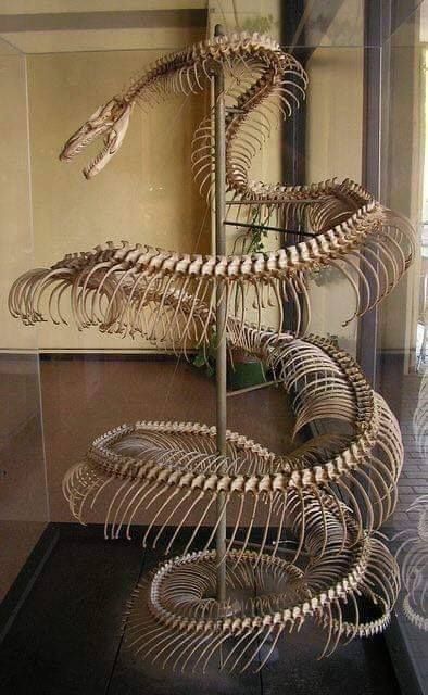 This is the skeleton of a Titanoboa cerrejonensis giant snake that lived 58 or 60 million years ago. Megaloceros Giganteus, Animal Skeletons, Vulture Culture, Skulls And Bones, Animal Anatomy, Animal Bones, Extinct Animals, Dinosaur Fossils, The Skeleton