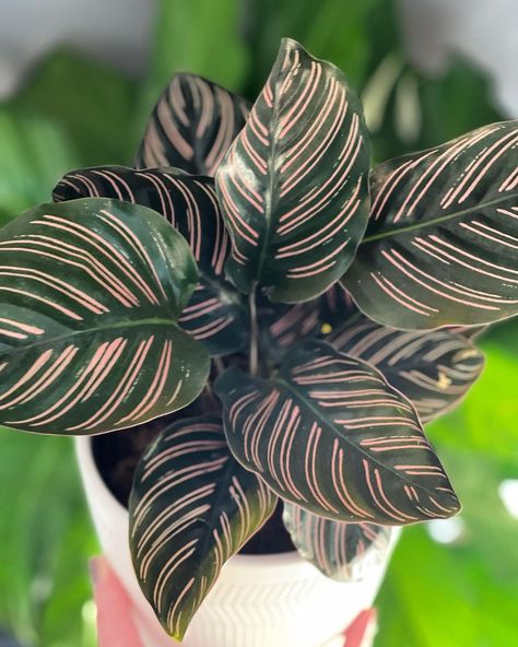 These 7 Low-Maintenance Calatheas Make the Best Houseplants - Article on Thursd Plant Pot Ideas, Calathea Ornata, Best Houseplants, Calathea Orbifolia, Peacock Plant, Orchid Bark, Calathea Plant, Prayer Plant, Plant Problems