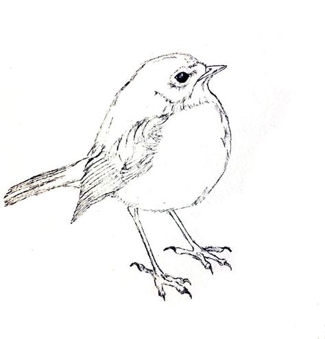 Drawings Of Robins, Robin Sketch, Bird Paintings, Sketching Ideas, Blog Affiliate Programs, Affiliate Blogging, Drawing For Beginners, Membership Card, Online Class