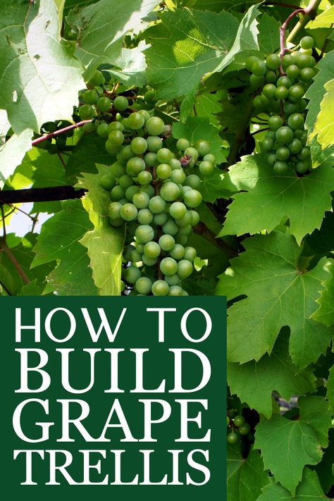 Trellis Ideas For Grape Vines, How To Build A Grape Vine Trellis, Grape Support Garden Trellis, Trellis For Grapes Vines, Grape Vine Trellis Ideas Backyards, How To Grow Grapes Vines At Home, Grape Vine Trellis Diy, Grape Garden Ideas, Growing Grapes In Backyard Trellis