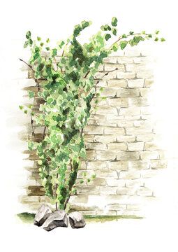 Ivy Watercolor, Ivy Plants, Brick Wall Background, Inspirational Photos, Brick Wall, Watercolor Illustration, Colorful Art, Green Leaves, Photo Inspiration