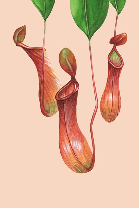 Watercolour painting of a tropical nepenthes pitcher plant. Also knows as "monkey jars" as monkeys are often seen sipping water out of the pitchers! This design is available as a greetings card, perfect for  plant lover. Nepenthes Pitcher Plant, Nature Drawing Ideas, Ipswich England, Insectivorous Plant, Plant Illustrations, Botanical Flowers Print, Greeting Card Art, Nature Art Prints, Pitcher Plant