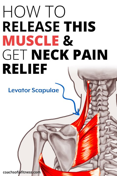 Shoulder Pain Remedies, Neck Muscle Pain, Levator Scapulae, Neck Pain Exercises, Forward Head Posture Exercises, Neck And Shoulder Exercises, Neck And Shoulder Muscles, Back Stretches For Pain, Shoulder Pain Relief