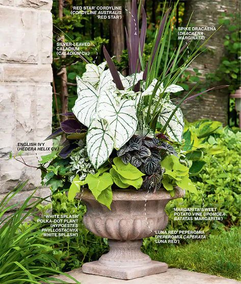 Shade Plants Container, Dracaena Marginata, Summer Planter, Hedera Helix, Container Garden Design, Potted Plants Outdoor, Container Gardening Flowers, Outdoor Flowers, Garden Containers