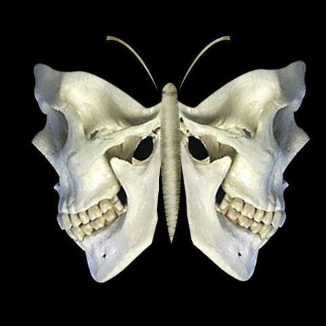 i would love this as a piece of wall art... maybe with a finger as the butterfly's body, to keep with the skeletal theme Skull Reference, Butterfly Skull, Arte Inspo, Skull And Bones, Skull Art, Art Plastique, The Two, Dark Art, Drawing Inspiration