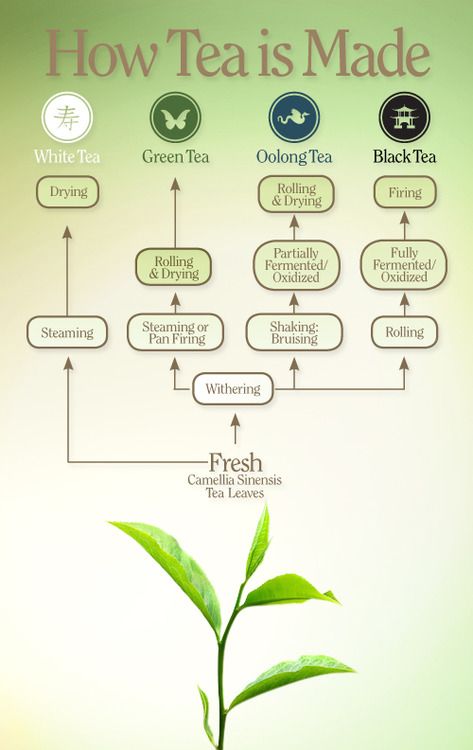 How tea is made. Tea Facts, Tea Plant, Beauty Tricks, Tea Benefits, Steeped Tea, Types Of Tea, Oolong Tea, Julia Child, Tea Art