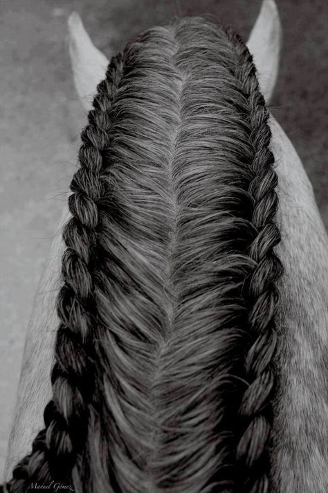 Horse hair styles                                                                                                                                                                                 More Horse Mane Braids, Horse Hair Braiding, Horse Braiding, Tail Braids, Horse Mane, Horse Tail, Horse Grooming, Hunter Jumper, Cool Braids