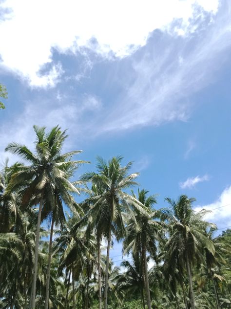 Aklan Philippines, Coconut Tree, Philippines, Coconut, Plants, Photography