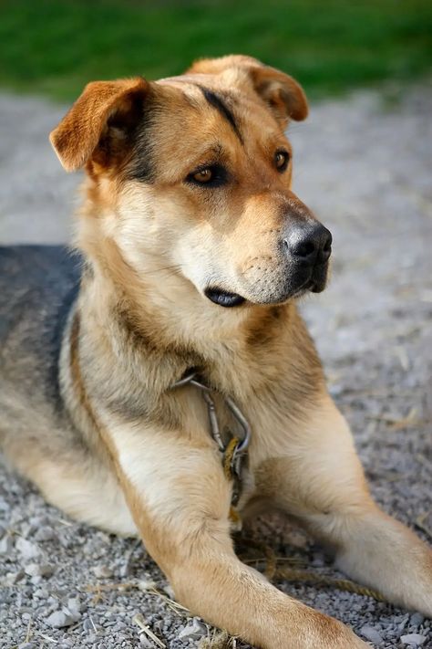 German Shepherd Mastiff Mix Shepherd Mix Puppies, Mastiff Mix, Best Guard Dogs, Unique Dog Breeds, Tallest Dog, Shepherd Mix Dog, Dog Advice, Rottweiler Mix, German Shepherd Mix