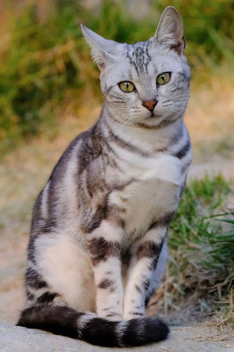 Classic Tabby Cat, Beautiful Cats Pictures, Cat Vs Dog, Pet Halloween Costumes, New Cat, Halloween Animals, Cute Cats And Kittens, Warrior Cats, Beautiful Cat