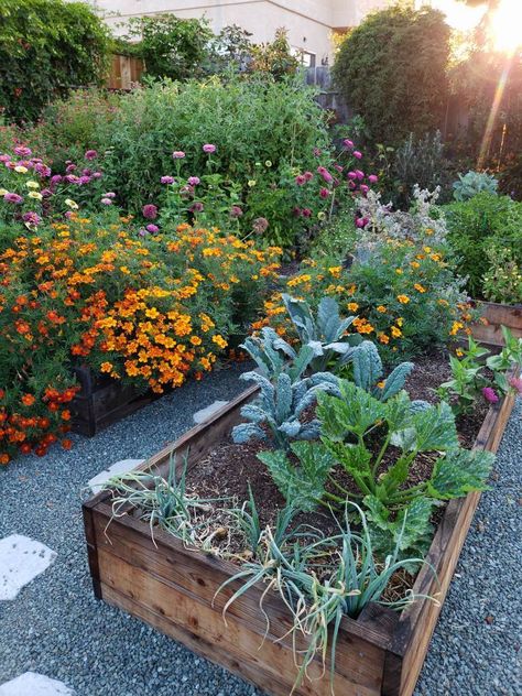 A photo of raised garden beds, overflowing with orange and red marigold flowers, onions, squash plants, tall tomatoes, and pink zinnias. A pollinators paradise. Companion Flowers, Backyard Vibes, Garden Homestead, Grow From Seed, Flowers To Grow, Veg Garden, Vegetable Garden Design, Front Yard Garden, Growing Seeds