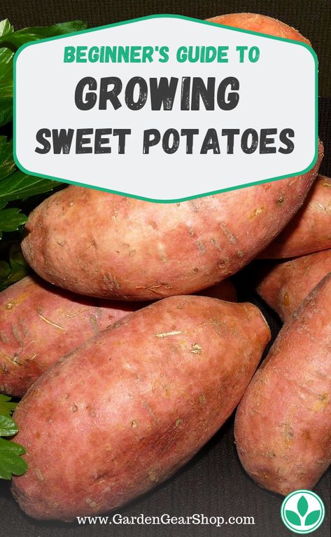 Grow Sweet Potatoes, Sweet Potato Leaves, Sweet Potato Slips, Growing Sweet Potatoes, Being Mindful, Water Well, The Soil, Grow Your Own, Mulch