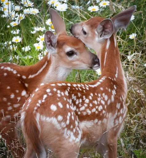 Bambi Eyes, As The Deer, Fawn Deer, Fawns Deer, Deer Photos, Cute Deer, Animals Photography, Animal Reference, Types Of Animals