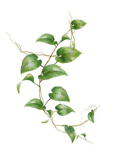 Plant Leaves Painting, Leaf Vine Drawing, Pothos Vine, Vine Drawing, Vine Tattoos, Plant Tattoo, Leaves Illustration, Leaf Illustration, Drawing Step By Step