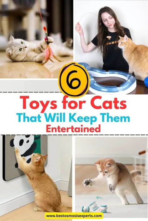 Top 6 Toys for Cats That Will Keep Them Entertained 13 Cats Home, Toys For Cats, Diy Cat Toys, Cat Tunnel, Indoor Cats, Best Toys, Interactive Cat Toys, Interactive Dog Toys, Catnip Toys