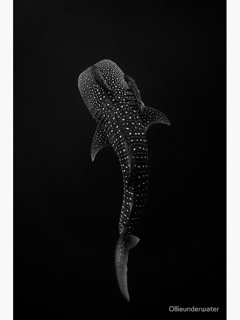 Shark Portrait, Shark Whale, Black And White Art Print, Shark Bait, Whale Sharks, White Art Print, White Whale, Painting Animals, Whale Shark