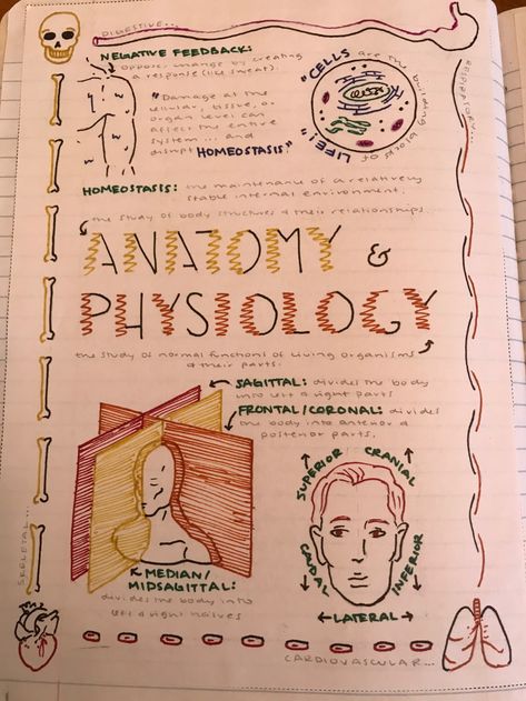 Thriving with Thurmanator! - Anatomy & Physiology Resources Anatomy And Physiology Projects, Anatomy And Physiology Notebook Cover, Anatomy And Physiology Cover Page, Anatomy Notebook Cover, Anatomy Curriculum, Anatomy Notebook, Anatomy Notes, Nursing Things, Anatomy Flashcards