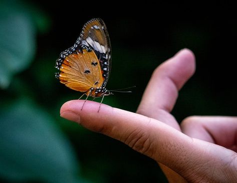 Butterfly On Finger, Monarch Painting, School Artwork, Animal Reference, Hand Images, Art Study, Butterfly Photos, Personal Aesthetic, Sketchbook Art Journal