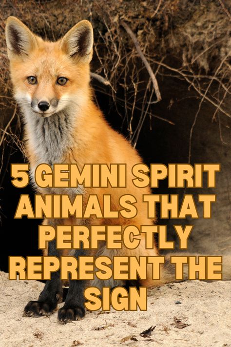 5 Gemini Spirit Animals That Perfectly Represent the Sign Gemini Spirit Animal, Gemini Gemstones, Horse Zodiac, Castor And Pollux, Zodiac Wheel, Capricorn Love, Sagittarius Love, Scorpio Love, Aquarius Love