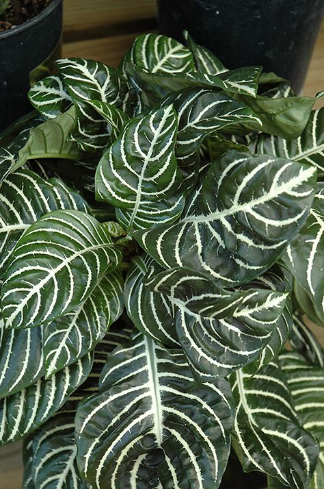 Zebra Plant (Aphelandra squarrosa) at New Garden Landscaping & Nursery Aphelandra Squarrosa, Landscape Nursery, Parker Colorado, Plant Names, Zebra Plant, Rainbow Garden, Winter Outdoors, Tree Nursery, At Family