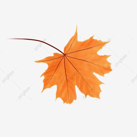 Maple Leaf Clipart, Drawing Fall, Fall Leaves Background, Falling Autumn Leaves, Christian Photography, Leaf Png, Autumn Leaves Background, Dead Leaves, Leaves Clipart