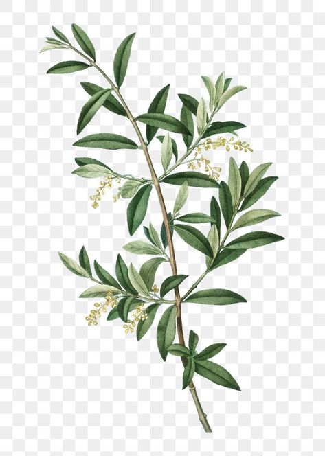 Olive Plant Illustration, Olive Branch With Flowers Tattoo, Olive Tree Design, Olive Plant Tattoo, Olive Branch Drawing, Olive Tree Illustration, Olive Branch Illustration, Sweet Olive Tree, Olive Tree Tattoo