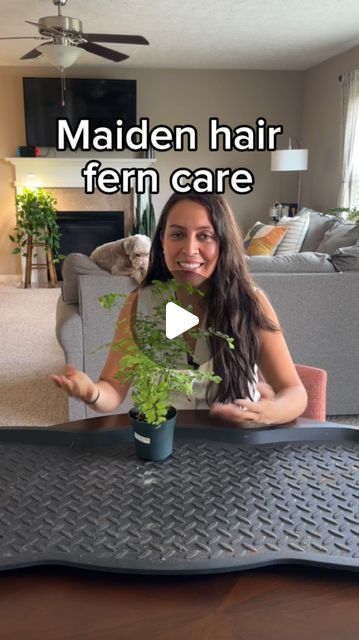 Krystal Duran on Instagram: "Have you been personally victimized by a maiden hair fern? Maybe I can help!

I’ll have it in over to the side of my south facing window so no direct sunlight to it to avoid burning the delicate foliage on it.

If you lose leaves on a stem, cut the stem back. Many times those new fronds will come up in its place. 

I will be giving this one a try with relative room humidity which now during the summer in the plant room is about 30-40 percent humidity. 

Soil I used at the bottom and around: 
Equal parts indoor potting soil, perlite, orchid bark.

Have you tried your luck with a maidenhair fern? How did it go? I’ll be sure to update along the way to let you know how it goes. 

Comment “Staydamp” and an automated message with the link will be sent to your DM’s wi Maidenhair Fern Indoor, Indoor Potting Soil, Maiden Hair, Potted Ferns, Maidenhair Fern, Orchid Bark, Plant Room, Self Watering Pots, Room With Plants