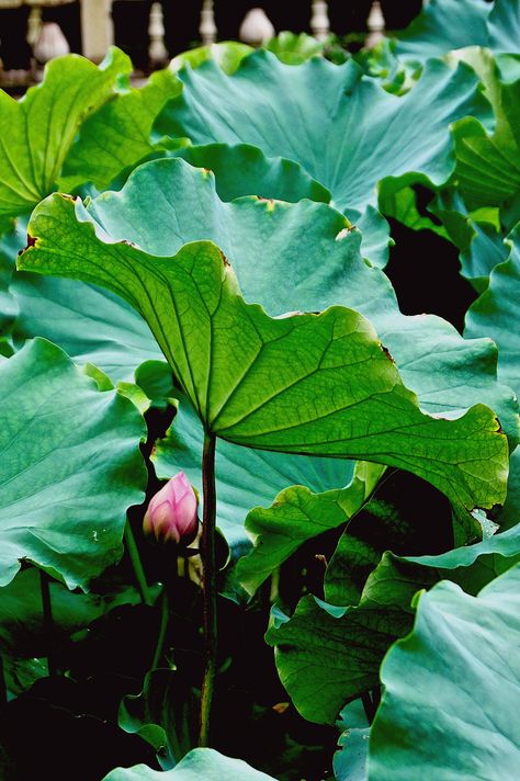 Lotus Flower Leaves, Lily Leaves, Lotus Leaf, Lotus Flower Pictures, Lotus Flower Art, Lily Lotus, Lotus Leaves, Flower Drawing Tutorials, Nature Plants