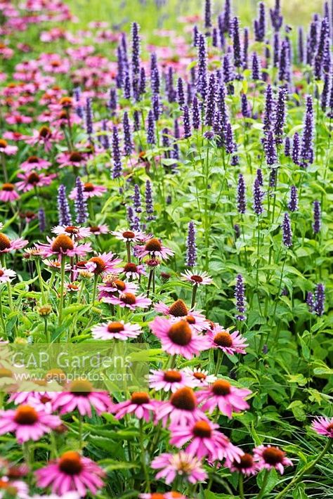 Agastache Black Adder, Agastache Foeniculum, Planting Companions, Black Adder, Garden 2023, Cottage Gardens, Plant Photography, Plant Combinations, Backyard Projects