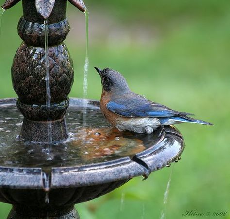 ♫ Solar Fountain Bird Bath, Metal Bird Bath, Diy Solar Fountain, Solar Bird Bath, Bird Bath Bowl, Garden Patio Decor, Bird Bath Fountain, Fountain Design, Solar Fountain