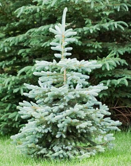 9 Blue Wonder Spruce, Arkansas Gardening, Poolside Plants, Types Of Evergreen Trees, Colorado Spruce, Colorado Blue Spruce, Conifers Garden, Spruce Trees, Gravel Landscaping