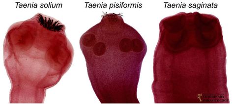 Taenia sp. Tapeworms - MONSTER HUNTER'S GUIDE TO: VETERINARY PARASITOLOGY Parasitology Aesthetic, Veterinary Parasitology, Vet Med, Veterinary Medicine, Monster Hunter, Aesthetic Bedroom, Dog Cat, Human, Bedroom