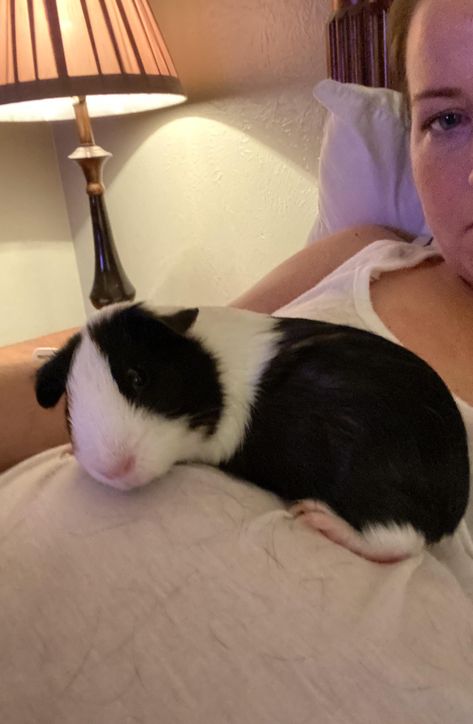 Ginny Pigs Cute, Ginny Pig Cages Ideas, Guinea Pigs Aesthetic, Ginnie Pigs, Ginny Pigs, Guinea Pig Cage Ideas, Guinnea Pig, Guine Pig, Guinea Pig Breeding