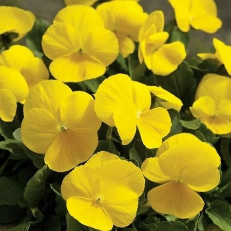 Yellow Perennials, Yellow Pansy, Pansy Flower, Flower Yellow, Fast Growing Plants, Pansies Flowers, Plant Spacing, Violet Flower, Edible Plants