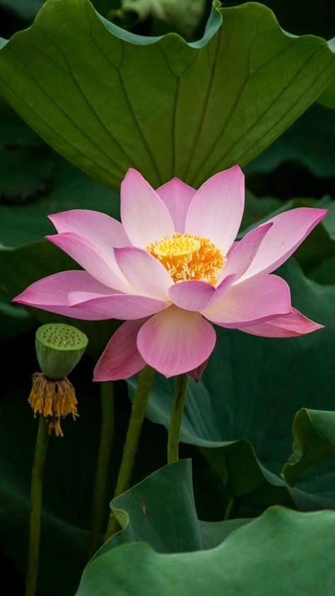 Water Lilies Photography, Lotus Flower Wallpaper, Lotus Flower Pictures, Red Spider Lily, Lotus Flower Art, Lily Lotus, Lotus Art, Flower Art Images, Lotus Flowers