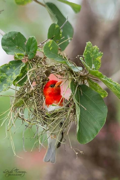 Red headed Weaver male building a nest - one of the most unusual nests I've seen! <3 Regard Animal, Wild Animals Pictures, Red Bird, Funny Birds, Nature Birds, Red Birds, Pretty Birds, Bird Photo, Colorful Birds