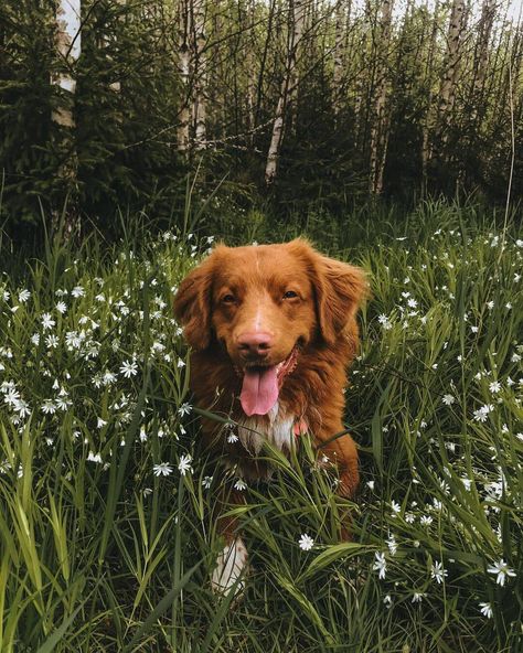 15 Interesting Facts About Nova Scotia Duck Tolling Retrievers Nova Scotia Duck Troller, Nova Scotia Duck Tolling Retriever Puppy, Novia Scotia Duck Tolling Retriever, Duck Retriever, Nova Scotia Duck Tolling Retriever, Hound Puppies, Dog Poses, Street Dogs, Really Cute Dogs