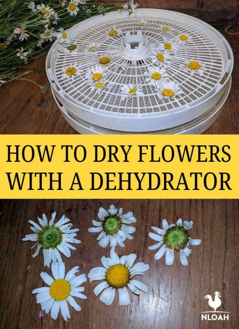 Drying flowers in a dehydrator is probably one of the easiest ways to preserve them for the long term. We show you the simple steps to achieve that. #nloah #flowers #dehydration #selfreliance #homesteading Freeze Dried Flowers, How To Dry Flowers, Dehydrating Food Storage, Drying Flowers, Dried Flowers Diy, Flower Pedals, Dandelion Jelly, Pressed Flower Crafts, Dehydrated Fruit