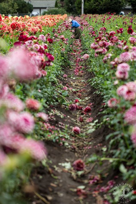 Worker in the field | I was out in the dahlia fields yesterd… | Flickr Dahlia Field, Judy Garland, Character Building, Flower Farm, Wild Ones, The Field, Dahlia, Garden Plants, Kansas